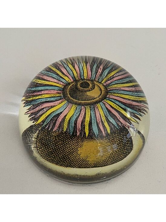 John Derian Other - JOHN DERIAN Glass Dome Paperweight Decoupage Sea Anemone Decor Handmade